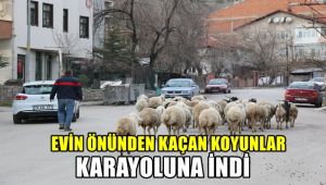 Evin önünden kaçan koyunlar karayoluna indi