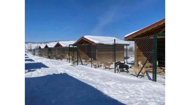 Geçici Hayvan Barınağı kış şartlarında sokak hayvanlarının yuvası oldu