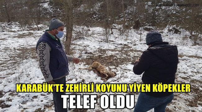 Karabük'te zehirli koyunu yiyen köpekler telef oldu
