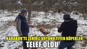 Karabük'te zehirli koyunu yiyen köpekler telef oldu