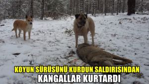 Koyun sürüsünü kurdun saldırısından kangallar kurtardı