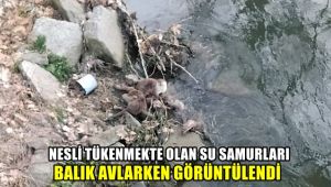 Nesli tükenmekte olan su samurları balık avlarken görüldü