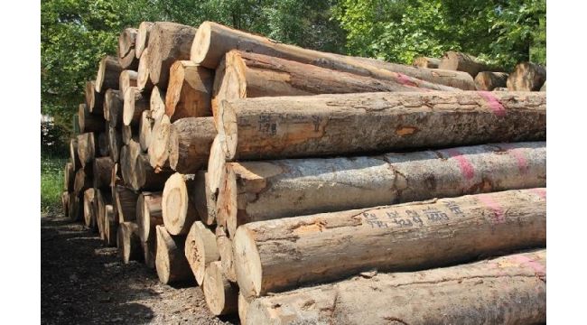 Yenice'de orman emvali satışında rekor kırıldı