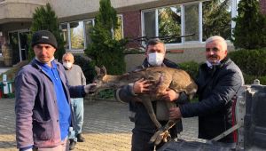 Muhtar karacayı köpeklere yem olmaktan kurtardı