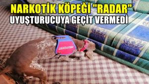 Narkotik köpeği