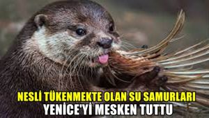 Nesli tükenmekte olan su samurları ilçeyi mesken tuttu
