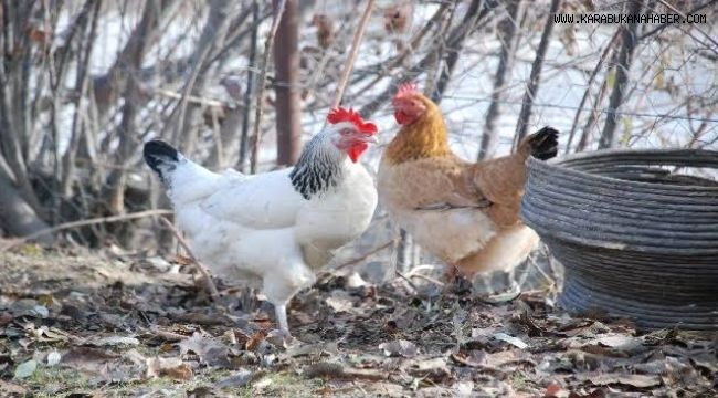 Tavuk ve horoz hırsızları tutuklandı