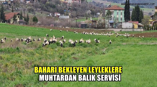 Baharı bekleyen leyleklere, muhtardan balık servisi