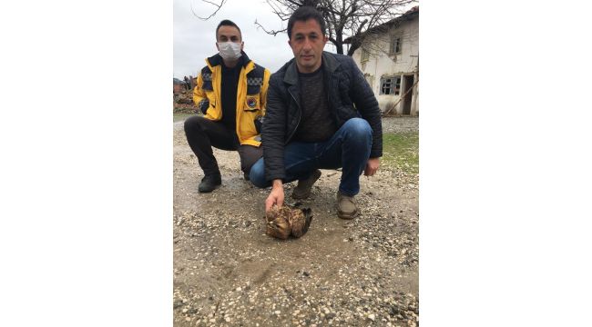Elektrik teline takılıp yaralanan doğan tedavi altına alındı
