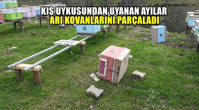 Kış uykusundan uyanan ayılar, arı kovanlarını parçaladı