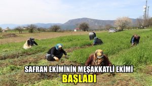 Safran ekiminin meşakkatli yolculuğu başladı