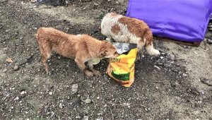 Sahipsiz sokak hayvanlarına mama yetiştirmekte zorlanıyorlar