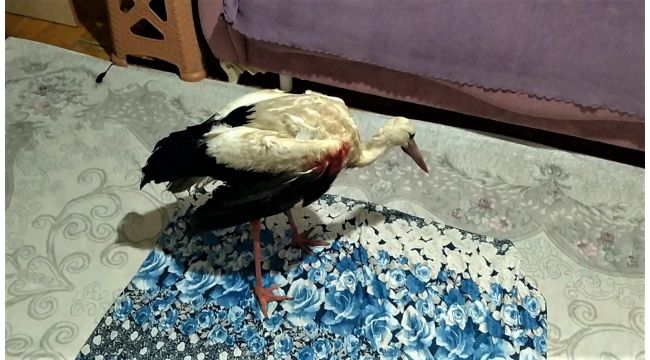 Tüfekle vurulan 2 leylek tedavi altına alındı