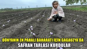 Dünyanın en pahalı baharatı için Gagauzya'da safran tarlası kurdular
