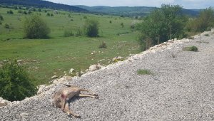 Karabük'te aracın çarptığı karaca telef oldu