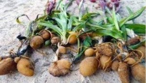 Safranbolu'da salep toplayan kişi yakalandı