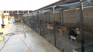 Safranbolu'da sokak hayvanları hem iyileştiriliyor hem sahiplendiriliyor