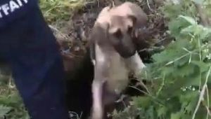 Su kuyusunda mahsur kalan köpekleri itfaiye ekipleri kurtardı