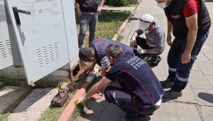 Trafoya giren yavru kedi için ekipler seferber oldu