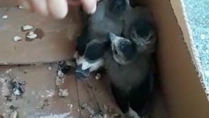 Yavru kargalar ile kediyi itfaiye ekipleri kurtardı