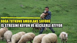 Doğa tutkunu ambulans şoförü iş stresini koyun ve keçilerle atıyor