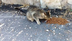 Safranbolu Belediyesi can dostlarını unutmuyor