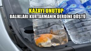 Kazayı unutup balıkları kurtarmanın derdine düştü