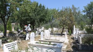 Safranbolu'da fıstık ağaçları ilaçlanıyor