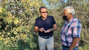 Fıstık kenti olma yolunda ilerleyen Karabük'te hedef yüksek rekolte