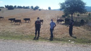 Kaybolan 14 adet büyükbaş hayvan drone ile bulundu