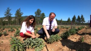 Kaymakam Türköz, Tıbbi Aromatik ve Bitki Bahçesini gezdi