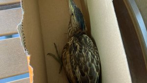 Yaralı 'Hint gölet balıkçıl kuşu' tedavi altına alındı