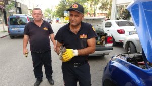 Otomobil motoruna giren yavru kedi kurtarıldı