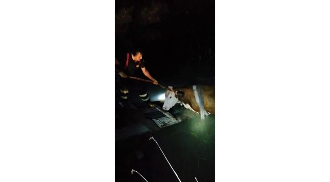 Yangın söndürme havuzuna düşen ineği itfaiye ekipleri kurtardı