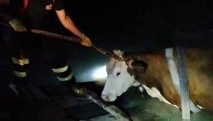 Yangın söndürme havuzuna düşen ineği itfaiye ekipleri kurtardı