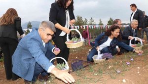 5. Safran Festivali safran, lavanta ve ada çayı hasadı ile sona erdi