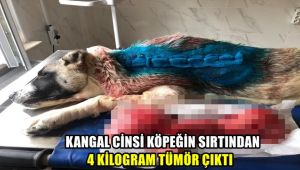 Kangal cinsi köpeğin sırtından 4 kilogram tümör çıktı