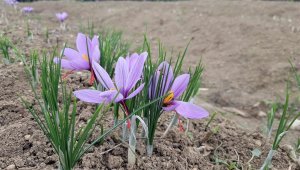 Mor altın Safran'da rekolte fiyatı yükseltti