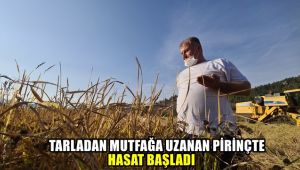 Tarladan mutfağa uzanan pirinçte hasat başladı