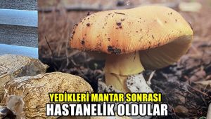 Yedikleri mantar sonrası hastanelik oldular