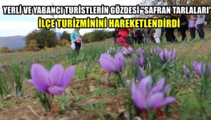 Yerli ve yabancı turistlerin gözdesi 'safran tarlaları' ilçe turizmini hareketlendirdi