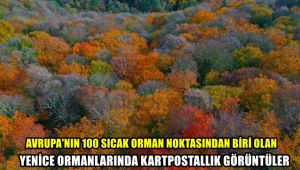 Avrupa'nın 100 orman sıcak noktasından biri olan Yenice ormanlarında kartpostallık görüntüler
