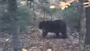Karşılaştıkları ayıyı görüntülemek için yarıştılar