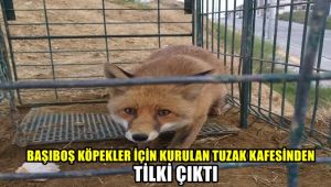 Başıboş köpekler için kurulan tuzak kafesinden tilki çıktı