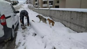 Safranbolu Belediyesi sokak hayvanları için yem ve mama dağıttı