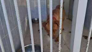 Yasaklı ırk köpek besleyen ve hayvana eziyet eden 6 kişiye 35 bin 802 TL ceza
