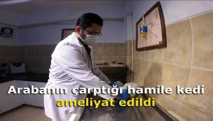 Arabanın çarptığı hamile kedi ameliyat edildi