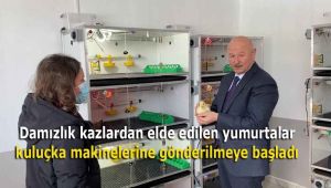 Damızlık kazlardan elde edilen yumurtalar kuluçka makinelerine gönderilmeye başladı