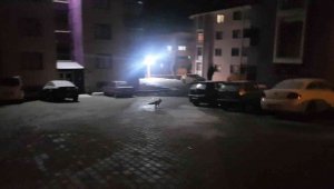 Site içerisinde yiyecek arayan tilkiyi elleriyle besledi