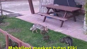 Mahalleyi mesken tutan tilki yiyeceğini kediyle paylaştı